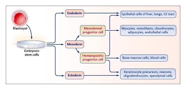 uses of adult stem cells