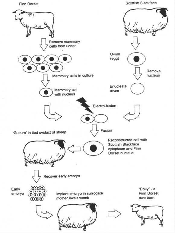 cloning process of dolly the sheep