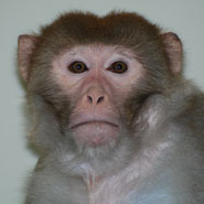 The monkey was not cloned - some of his skin cells were transformed into embryonic stem cells